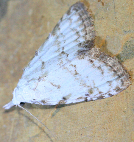 Gelechiidae o Erebidae o ??? Nolidae: Nola aerugula